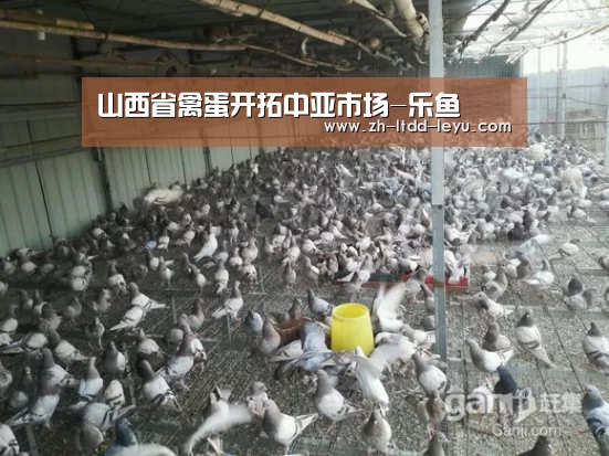 山西省禽蛋开拓中亚市场-乐鱼
